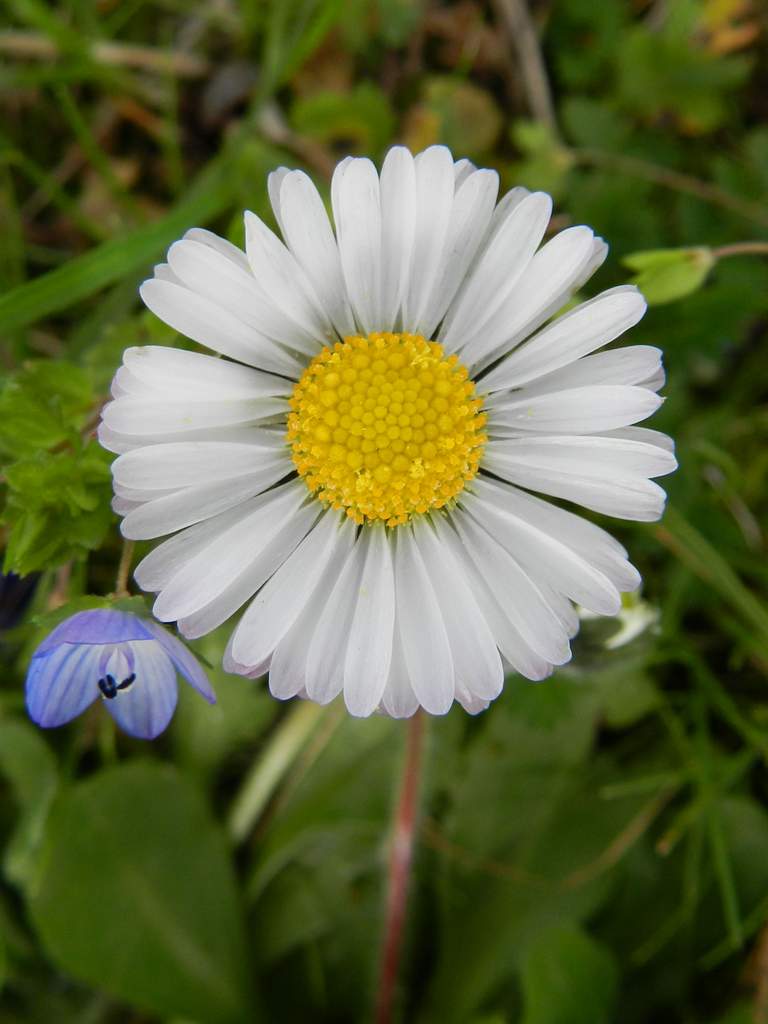 Bellis perennis